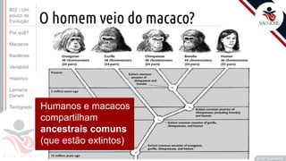 Prof. Kyoshi Beraldo
©
O homem veio do macaco?
Humanos e macacos
compartilham
ancestrais comuns
(que estão extintos)
#02 - Um
pouco de
Evolução
Por quê?
Macacos
Bactérias
Variabilid.
Histórico
Lamarck
Darwin
Tardígrado
 