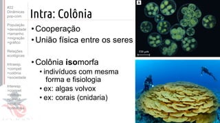 ©
Intra: Colônia
•Cooperação
•União física entre os seres
•Colônia isomorfa
• indivíduos com mesma
forma e fisiologia
• ex: algas volvox
• ex: corais (cnidaria)
Prof. Kyoshi Beraldo
©
#22
Dinâmicas
pop-com.
População
>densidade
>tamanho
>migração
>gráfico
Relações
ecológicas
Intraesp.
>compet
>colônia
>sociedade
Interesp.
>compet
>tróficas
>parasit.
>mutual.
>comensa.
 