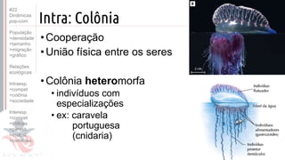 ©
Intra: Colônia
•Cooperação
•União física entre os seres
•Colônia heteromorfa
• indivíduos com
especializações
• ex: caravela
portuguesa
(cnidaria)
Prof. Kyoshi Beraldo
©
#22
Dinâmicas
pop-com.
População
>densidade
>tamanho
>migração
>gráfico
Relações
ecológicas
Intraesp.
>compet
>colônia
>sociedade
Interesp.
>compet
>tróficas
>parasit.
>mutual.
>comensa.
 