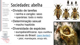 ©
Sociedades: abelha
•Divisão de tarefas
• rainha e zangão: sexo
• operárias: todo o resto
•Determinação sexual
• macho haplóide
•Diversidade de espécies
• européia/africana: Apis mellifera
• nativas do Brasil: (sem ferrão!)
• jataí, mandaçaia, uruçu etc.
Prof. Kyoshi Beraldo
©
#22
Dinâmicas
pop-com.
População
>densidade
>tamanho
>migração
>gráfico
Relações
ecológicas
Intraesp.
>compet
>colônia
>sociedade
Interesp.
>compet
>tróficas
>parasit.
>mutual.
>comensa.
 