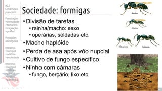 ©
Sociedade: formigas
•Divisão de tarefas
• rainha/macho: sexo
• operárias, soldadas etc.
•Macho haplóide
•Perda de asa após vôo nupcial
•Cultivo de fungo específico
•Ninho com câmaras
• fungo, berçário, lixo etc.
Prof. Kyoshi Beraldo
©
#22
Dinâmicas
pop-com.
População
>densidade
>tamanho
>migração
>gráfico
Relações
ecológicas
Intraesp.
>compet
>colônia
>sociedade
Interesp.
>compet
>tróficas
>parasit.
>mutual.
>comensa.
 