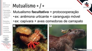 ©
Mutualismo + / +
Mutualismo facultativo = protocooperação
•ex: anêmona urticante + caranguejo móvel
•ex: capivara + aves comedoras de carrapato
Prof. Kyoshi Beraldo
©
#22
Dinâmicas
pop-com.
População
>densidade
>tamanho
>migração
>gráfico
Relações
ecológicas
Intraesp.
>compet
>colônia
>sociedade
Interesp.
>compet
>tróficas
>parasit.
>mutual.
>comensa.
 