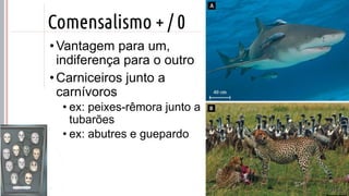 ©
Comensalismo + / 0
•Vantagem para um,
indiferença para o outro
•Carniceiros junto a
carnívoros
• ex: peixes-rêmora junto a
tubarões
• ex: abutres e guepardo
Prof. Kyoshi Beraldo
©
 