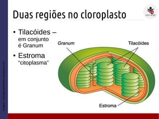 Duas regiões no cloroplasto
Imagem:losdragonesdeleden.wordpress.com
● Tilacóides –
em conjunto
é Granum
● Estroma
“citoplasma”
 
