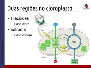 Duas regiões no cloroplasto
Imagem:salabioquimica.blogspot.com
● Tilacóides
– Fase clara
● Estroma
– Fase escura
 