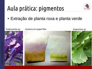 Aula prática: pigmentos
Imagem:www.designundersky.com
● Extração de planta roxa e planta verde
Tradescantia sp. Kalanchoe sp.Acetona em papel filtro
 