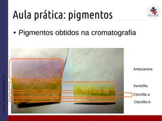 Aula prática: pigmentos
Imagem:www.designundersky.com
● Pigmentos obtidos na cromatografia
Xantofila
Antocianina
Clorofila b
Clorofila a
 