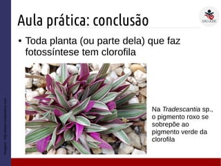 Aula prática: conclusão
Imagem:http://www.notapositiva.com
● Toda planta (ou parte dela) que faz
fotossíntese tem clorofila
Na Tradescantia sp.,
o pigmento roxo se
sobrepõe ao
pigmento verde da
clorofila
 