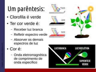 Um parêntesis:
Imagem:blendertotal.wordpress.com
● Clorofila é verde
● Ter cor verde é:
– Receber luz branca
– Refletir espectro verde
– Absorver os demais
espectros de luz
● Cor é:
– Onda eletromagnética
de comprimento de
onda específico
 