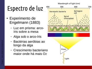 Espectro de luz
Imagem:www.colegiovascodagama.pt
● Experimento de
Engelmann (1883)
– Luz em prisma: arco-
íris sobre a mesa
– Alga sob o arco-íris
– Bactérias aeróbias ao
longo da alga
– Crescimento bacteriano
maior onde há mais O2
 