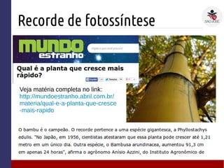 Recorde de fotossíntese
Veja matéria completa no link:
http://mundoestranho.abril.com.br/
materia/qual-e-a-planta-que-cresce
-mais-rapido
 