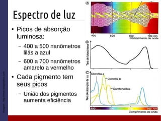 Espectro de luz
Imagem:http://www.notapositiva.com
● Picos de absorção
luminosa:
– 400 a 500 nanômetros
lilás a azul
– 600 a 700 nanômetros
amarelo a vermelho
● Cada pigmento tem
seus picos
– União dos pigmentos
aumenta eficiência
 