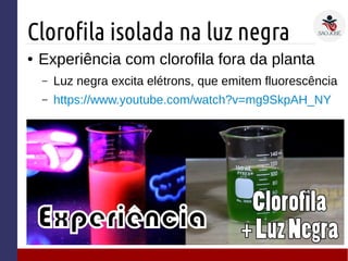 Clorofila isolada na luz negra
● Experiência com clorofila fora da planta
– Luz negra excita elétrons, que emitem fluorescência
– https://www.youtube.com/watch?v=mg9SkpAH_NY
 