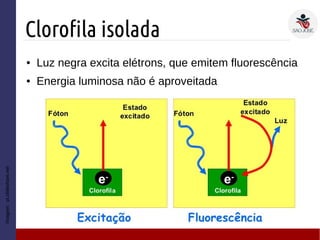 Clorofila isolada
Imagem:pt.slideshare.net
● Luz negra excita elétrons, que emitem fluorescência
● Energia luminosa não é aproveitada
 