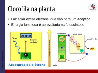 Clorofila na planta
Imagem:pt.slideshare.net
● Luz solar excita elétrons, que vão para um aceptor
● Energia luminosa é aproveitada na fotossíntese
 