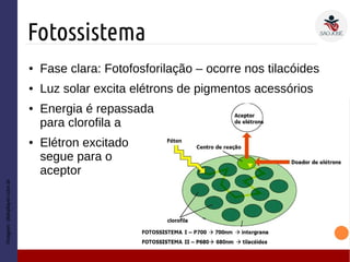 Fotossistema
Imagem:slideplayer.com.br
● Fase clara: Fotofosforilação – ocorre nos tilacóides
● Luz solar excita elétrons de pigmentos acessórios
● Energia é repassada
para clorofila a
● Elétron excitado
segue para o
aceptor
 