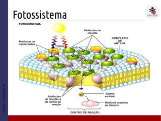 Fotossistema
Imagem:pt.slideshare.net
 