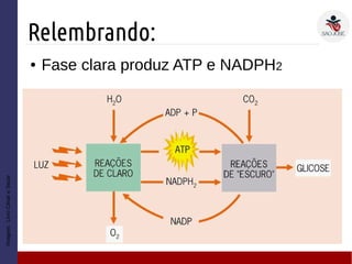 Relembrando:
Imagem:LivroCésareSezar
● Fase clara produz ATP e NADPH2
 