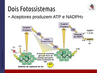 Dois Fotossistemas
Imagem:pt.slideshare.net
● Aceptores produzem ATP e NADPH2
 