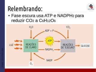 Relembrando:
Imagem:LivroCésareSezar
● Fase escura usa ATP e NADPH2 para
reduzir CO2 a C6H12O6
 