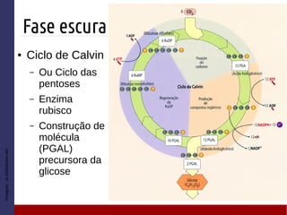 Fase escura
Imagem:pt.slideshare.net
● Ciclo de Calvin
– Ou Ciclo das
pentoses
– Enzima
rubisco
– Construção de
molécula
(PGAL)
precursora da
glicose
 