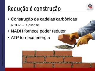 Redução é construção
Imagem:andresacristinalourenco.wordpress.com
● Construção de cadeias carbônicas
6 CO2 → 1 glicose
● NADH fornece poder redutor
● ATP fornece energia
 