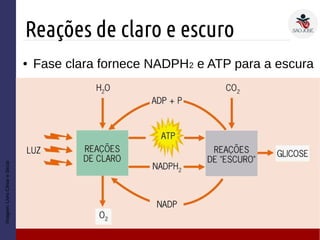 Reações de claro e escuro
Imagem:LivroCésareSezar
● Fase clara fornece NADPH2 e ATP para a escura
 