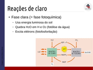 Reações de claro
Imagem:LivroCésareSezar
● Fase clara (= fase fotoquímica)
– Usa energia luminosa do sol
– Quebra H2O em H e O2 (fotólise da água)
– Excita elétrons (fotofosforilação)
 