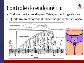 Controle do endométrio
● Endométrio é mantido pelo Estrógeno e Progesterona
● Queda no nível hormonal: descamação e menstruação
Imagem:www2.unifesp.br
 
