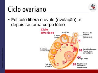 Ciclo ovariano
● Folículo libera o óvulo (ovulação), e
depois se torna corpo lúteo
Imagem:www.drcarlos.med.br
 