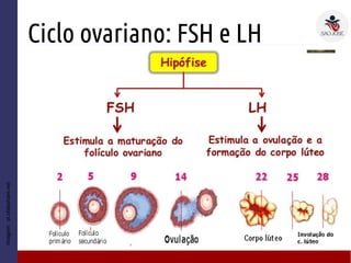 Ciclo ovariano: FSH e LH
Imagem:pt.slideshare.net
 