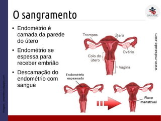 O sangramento
Imagem:omamifero.blogspot.com
● Endométrio é
camada da parede
do útero
● Endométrio se
espessa para
receber embrião
● Descamação do
endométrio com
sangue
 