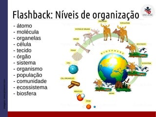Flashback: Níveis de organização
- átomo
- molécula
- organelas
- célula
- tecido
- órgão
- sistema
- organismo
- população
- comunidade
- ecossistema
- biosfera
Imagem:Imagem:www.pinterest.com
 