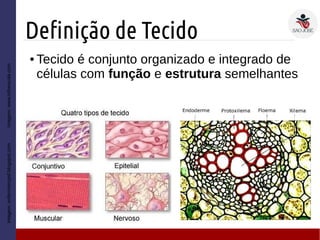 Definição de Tecido
● Tecido é conjunto organizado e integrado de
células com função e estrutura semelhantes
Imagem:Imagem:enfermeiropsf.blogspot.comImagem:www.infoescola.com
 