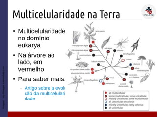 Multicelularidade na Terra
Imagem:http://images.sciencedaily.com
● Multicelularidade
no domínio
eukarya
● Na árvore ao
lado, em
vermelho
● Para saber mais:
– Artigo sobre a evolu
ção da multicelulari
dade
 