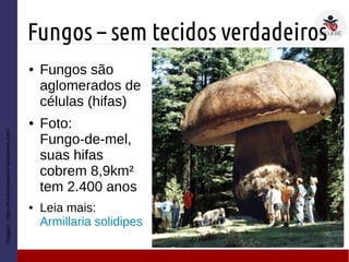 Fungos – sem tecidos verdadeiros
Imagem:https://bookofresearch.wordpress.com/
● Fungos são
aglomerados de
células (hifas)
● Foto:
Fungo-de-mel,
suas hifas
cobrem 8,9km²
tem 2.400 anos
● Leia mais:
Armillaria solidipes
 