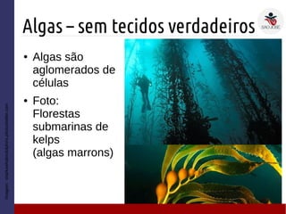 Algas – sem tecidos verdadeiros
Imagem:sharkswhalesdolphins.photoshelter.com
● Algas são
aglomerados de
células
● Foto:
Florestas
submarinas de
kelps
(algas marrons)
 