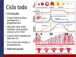 Ciclo todo
● Ovulação
● Corpo lúteo produz
estrógeno e
progesterona
● Alta dos dois inibe
hipófise, que produz
menos LH e FSH
● Corpo lúteo regride por
falta de LH
● Cai a taxa de estróg. e
progesterona
● Menstruação
Imagem:LivroSôniaLopes
 