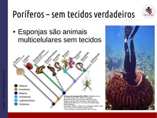 Poríferos – sem tecidos verdadeiros
Imagem:http://www.notapositiva.com
● Esponjas são animais
multicelulares sem tecidos
 