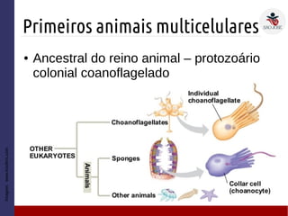 Primeiros animais multicelulares
Imagem:www.koofers.com
● Ancestral do reino animal – protozoário
colonial coanoflagelado
 