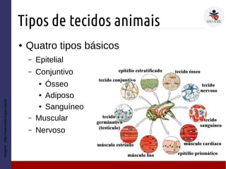 Tipos de tecidos animais
Imagem:http://www.sobiologia.com.br
● Quatro tipos básicos
– Epitelial
– Conjuntivo
● Ósseo
● Adiposo
● Sanguíneo
– Muscular
– Nervoso
 
