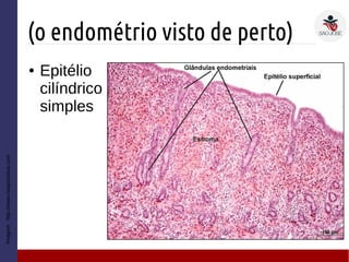(o endométrio visto de perto)
Imagem:http://www.notapositiva.com
● Epitélio
cilíndrico
simples
 