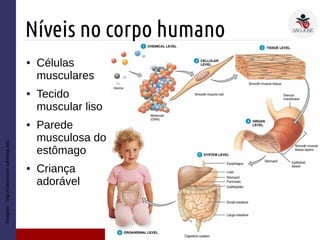 Níveis no corpo humano
Imagem:http://classroom.sdmesa.edu
● Células
musculares
● Tecido
muscular liso
● Parede
musculosa do
estômago
● Criança
adorável
 