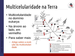 Multicelularidade na Terra
Imagem:http://images.sciencedaily.com
● Multicelularidade
no domínio
eukarya
● Na árvore ao
lado, em
vermelho
● Para saber mais:
– Artigo sobre a evolu
ção da multicelulari
dade
 