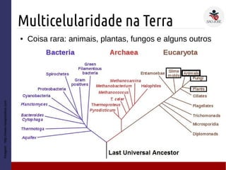 Multicelularidade na Terra
Imagem:http://www.notapositiva.com
● Coisa rara: animais, plantas, fungos e alguns outros
 