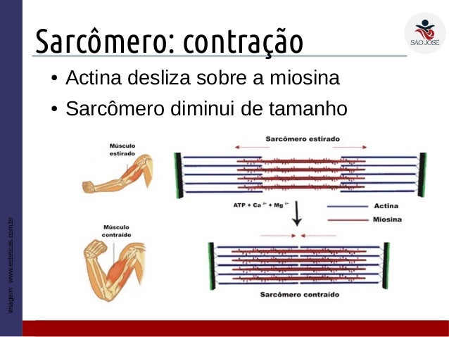 1EM 28 Tecido muscular (2016)
