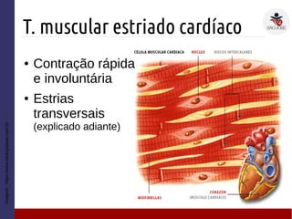 T. muscular estriado cardíaco
Imagem:https://www.biologiatotal.com.br
● Contração rápida
e involuntária
● Estrias
transversais
(explicado adiante)
 