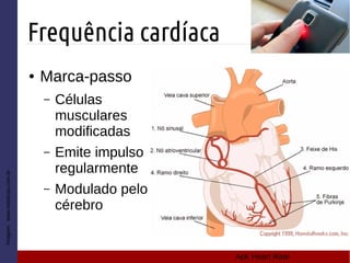 Frequência cardíaca
Imagem:www.esteticas.com.br
● Marca-passo
– Células
musculares
modificadas
– Emite impulso
regularmente
– Modulado pelo
cérebro
Apk Heart Rate
 