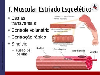 T. Muscular Estriado Esquelético
Imagem:https://www.biologiatotal.com.br
● Estrias
transversais
● Controle voluntário
● Contração rápida
● Sincício
– Fusão de
células
 