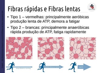 Fibras rápidas e Fibras lentas
Imagem:http://biodoexercicio.blogspot.com.br/2009/05/tipos-de-fibras-musculares.html
● Tipo 1 – vermelhas: principalmente aeróbicas
produção lenta de ATP, demora a fatigar
● Tipo 2 – brancas: principalmente anaeróbicas
rápida produção de ATP, fatiga rapidamente
 